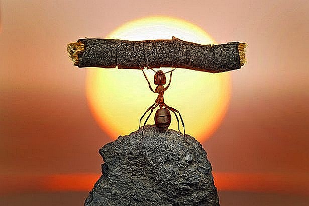ant