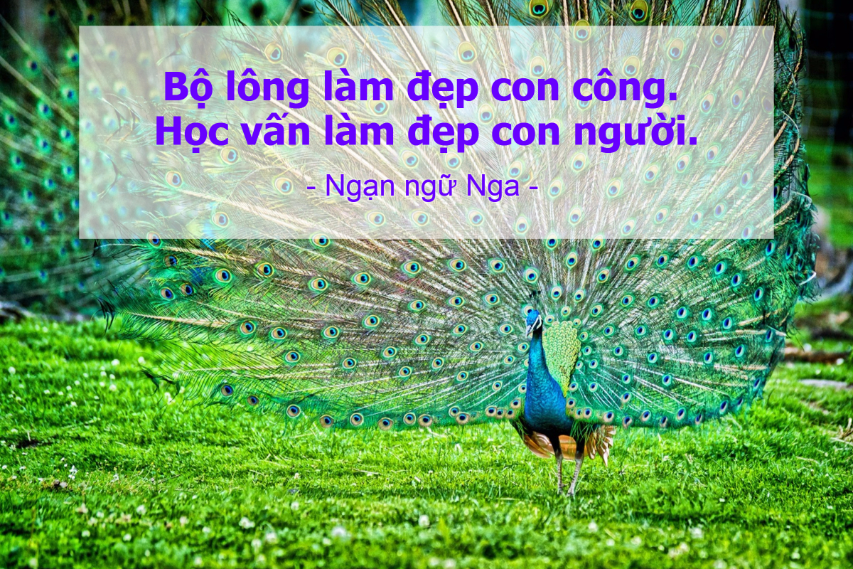 lao-vao-on-thi-THPTQG