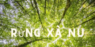 Kết bài hay cho Rừng xà nu | Bj88games cool tải ứng dụng 12