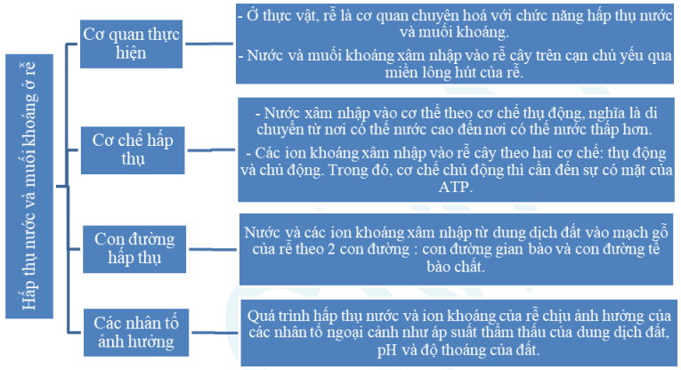 de-cuong-on-thi-hoc-ki-1-mon-sinh-11-1